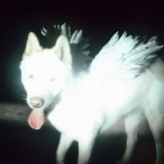 Fat Dog